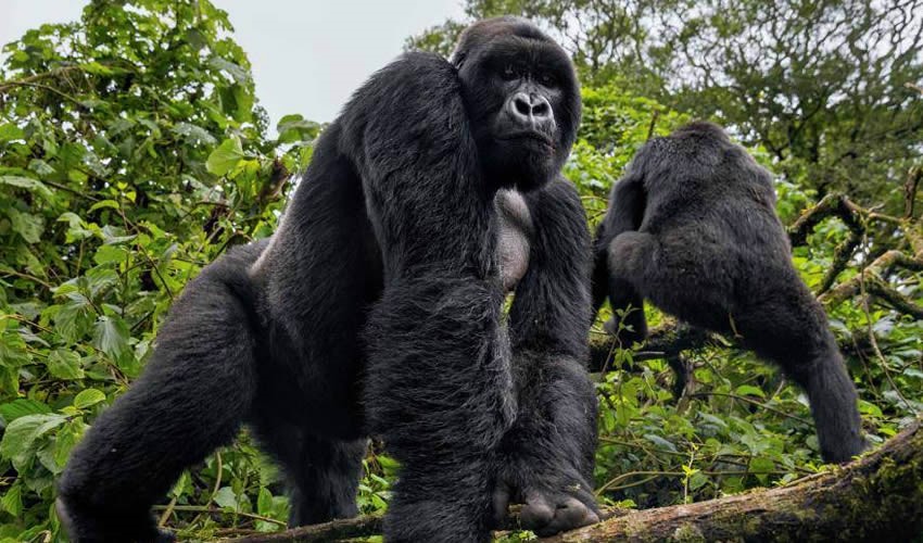 Gorilla in the Volcanoes region of Rwanda