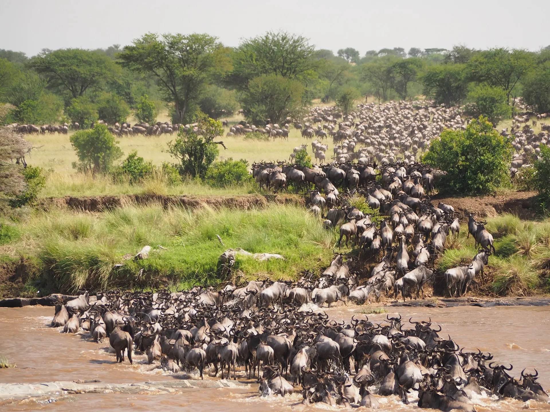 Serengeti landscape in Tanzania