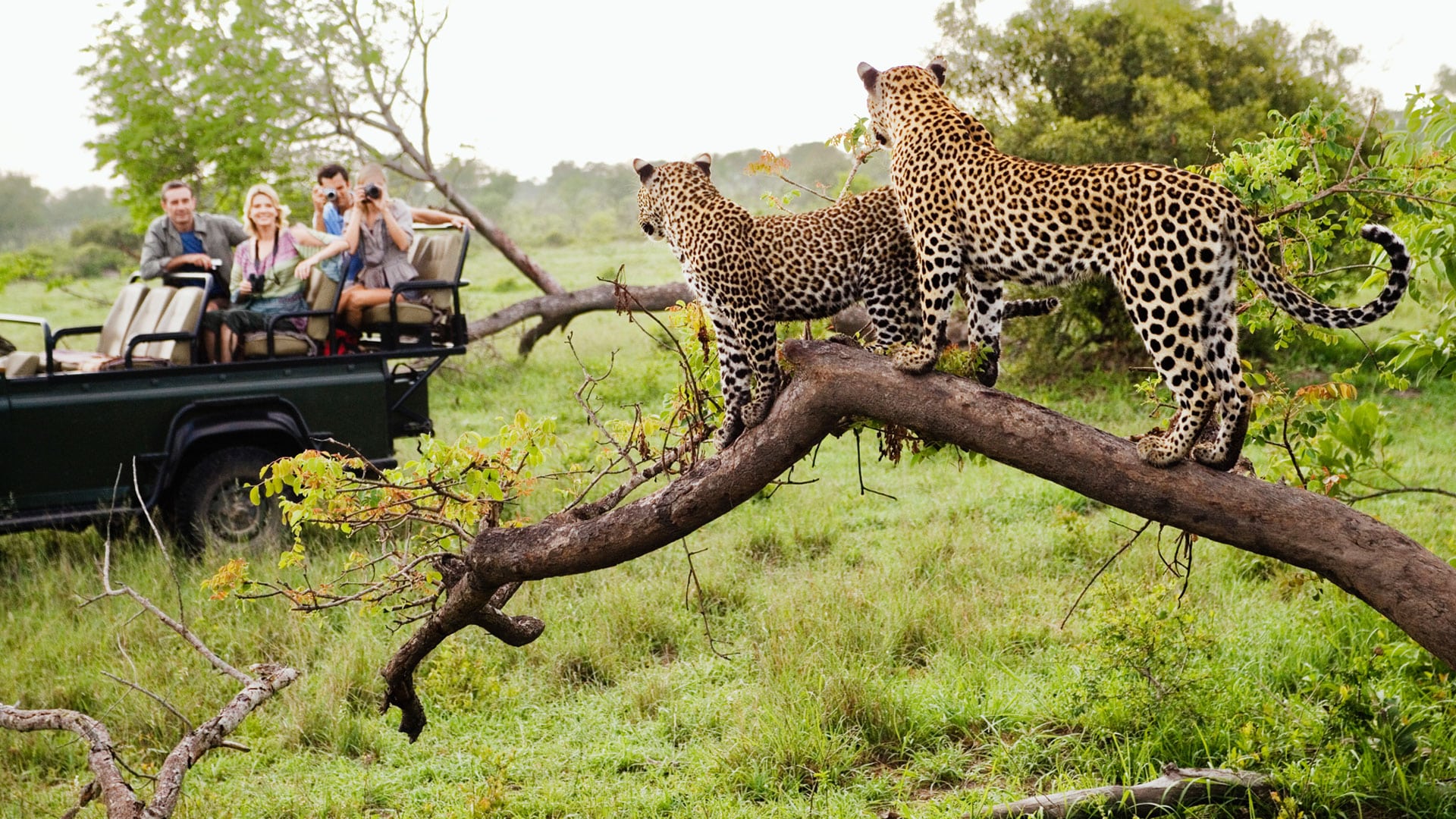 Best safari destinations in South Africa with wildlife and lodge inspiration