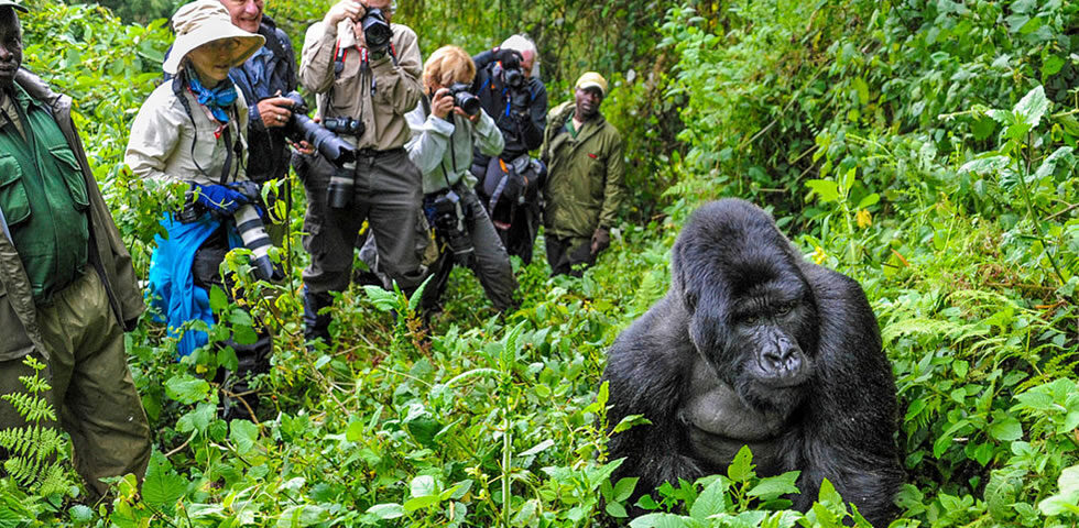 Gorilla trekking planning in Uganda with forest safari atmosphere and premium travel feeling