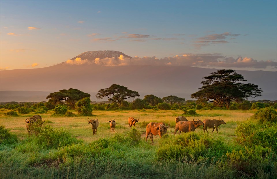 Kenya safari and coast itinerary scene with wildlife, scenic landscape, and premium holiday feeling