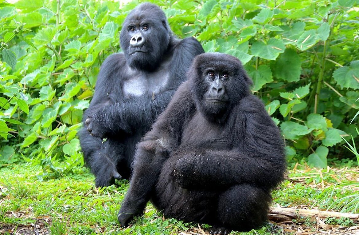 Kibale Forest National Park with lush greenery and primate travel atmosphere