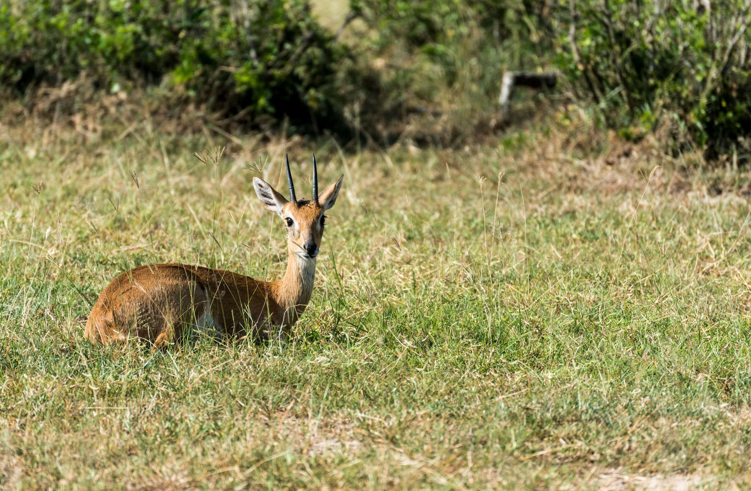 Uganda itinerary planning with safari map, travel route, and custom trip atmosphere
