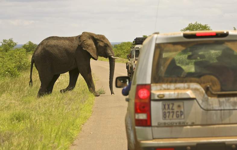 Self-drive safari in South Africa with safari road trip atmosphere