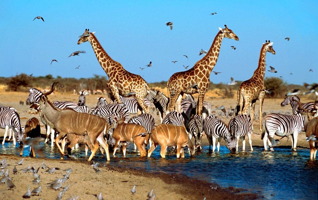 South Africa safari cost guide with wildlife and lodge planning inspiration