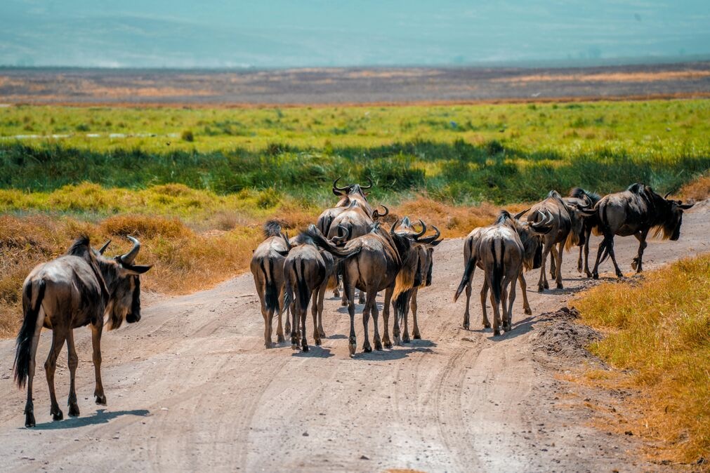 Safari wildlife in Tanzania