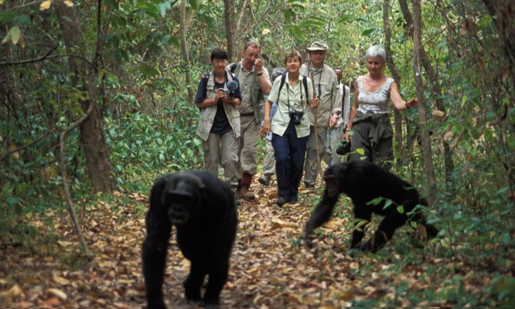 Uganda chimpanzee tracking in a lush forest setting